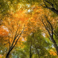 Herbst im Kleckerwald 2.jpg