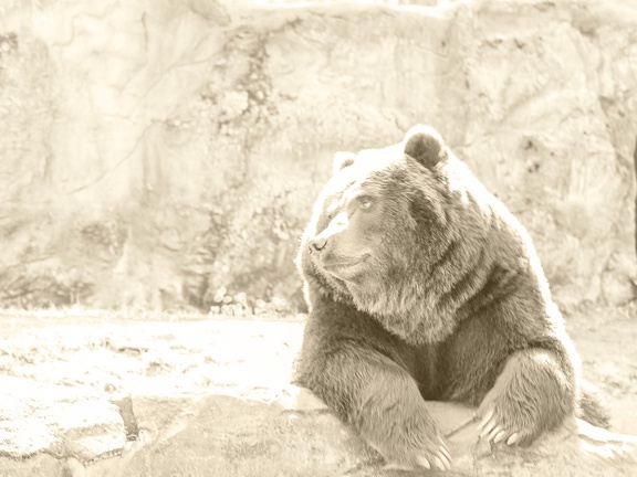 Kamtschatka-Bär
