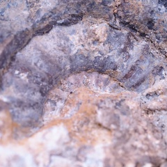 Fossilien aus einer Sammlung