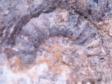 Fossilien aus einer Sammlung
