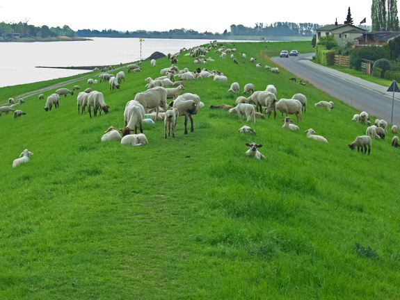 Schafe am Elbdeich