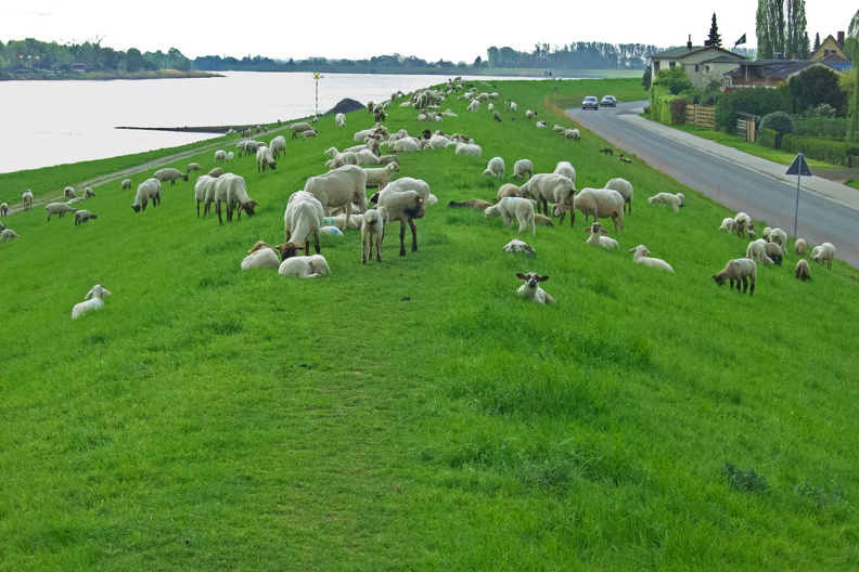 Schafe am Elbdeich.jpg