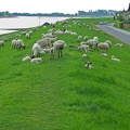 Schafe am Elbdeich.jpg
