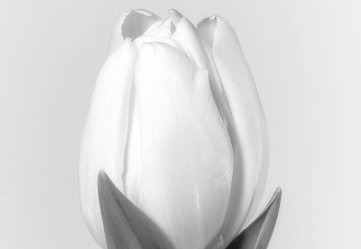 Weiße Tulpe 