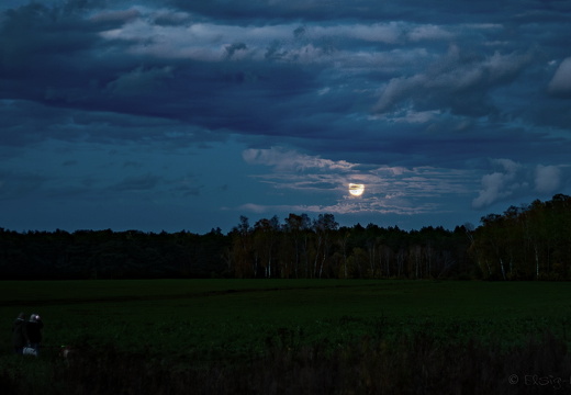Mondaufgang über dem Waldrand