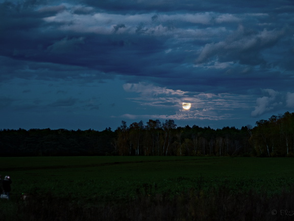 Mondaufgang über dem Waldrand