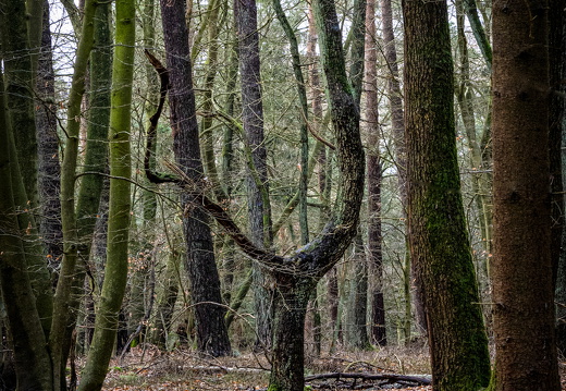 Der Baum im Wald