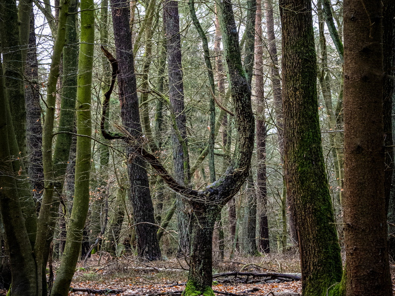 Der Baum im Wald