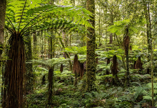 Urwald in Neuseeland