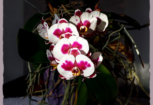 Kuhflecken-Orchidee