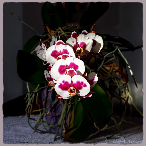 Kuhflecken_Orchidee.JPG