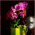 Purple Phalaenopsis