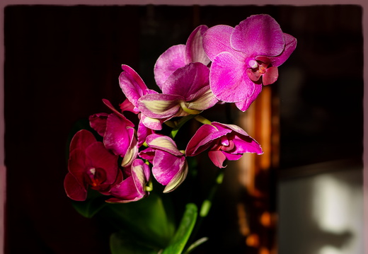 Purple Phalaenopsis