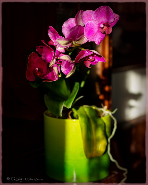 Purple_Phalaenopsis.JPG