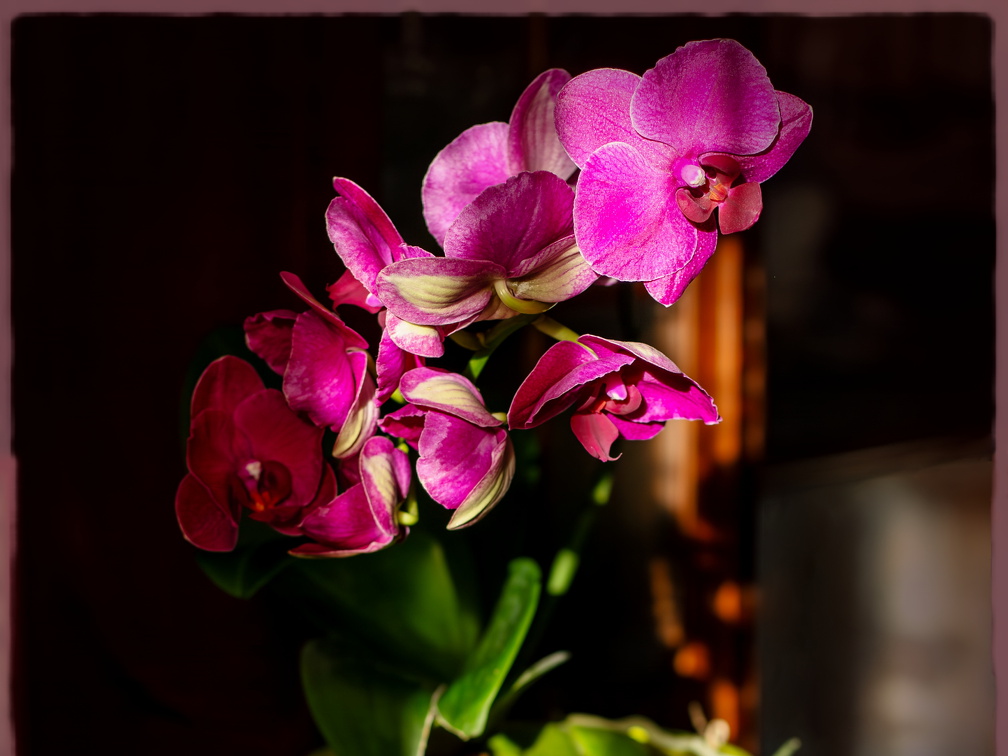 Purple Phalaenopsis (korrigiert)