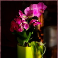 Purple_Phalaenopsis_korrigiert.JPG