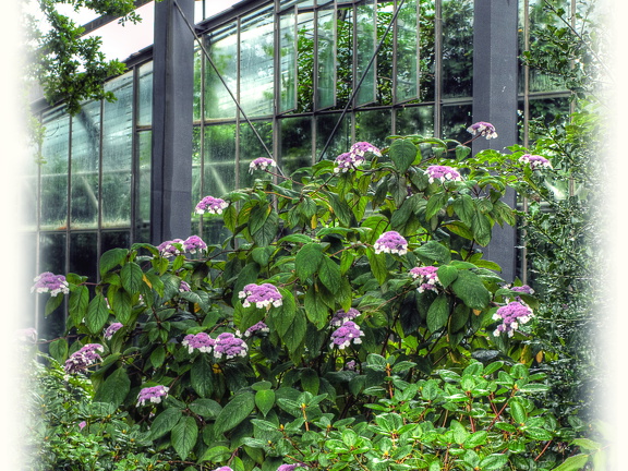 Bauernhortensie vor dem Gewächshaus