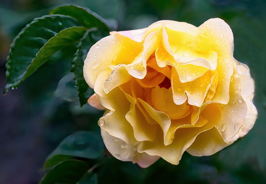 Rosenblüte