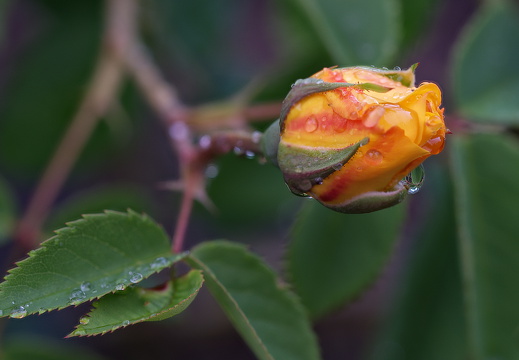 Rosenknospe