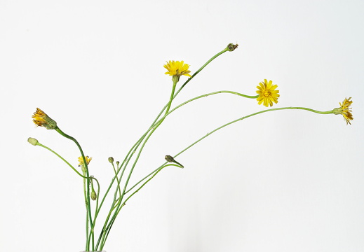 Herbst-Löwenzahn Blüte