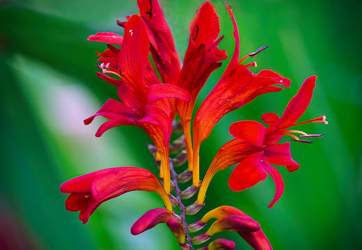 Montbretien Blüte
