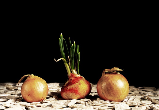 Zwiebeln