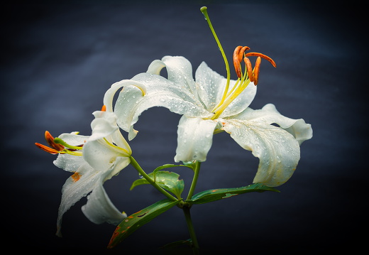 Lilie noch mal in Farbe