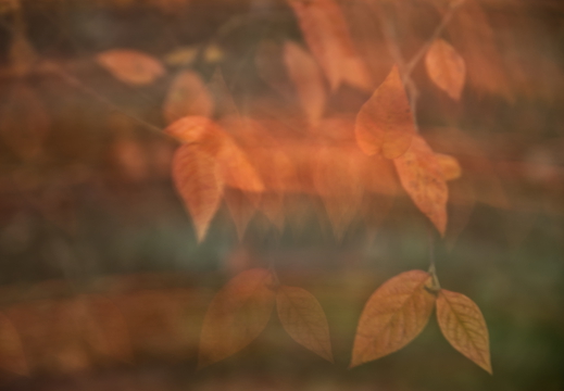 Die übrig gebliebenen Herbstblätter