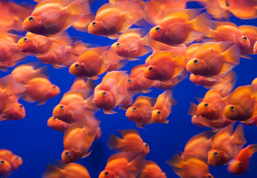 Orangene Fische
