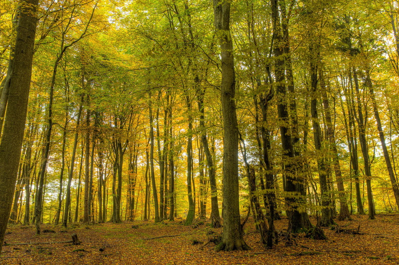 Herbst im Kleckerwald 1.jpg