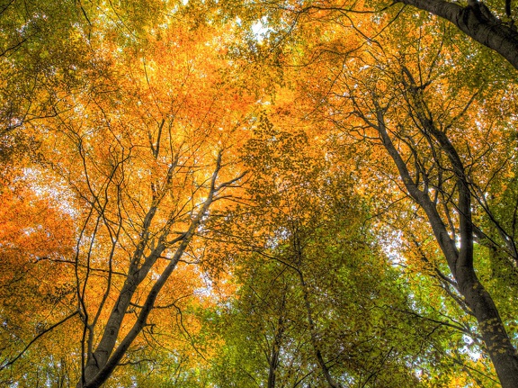 Herbst im Kleckerwald 2