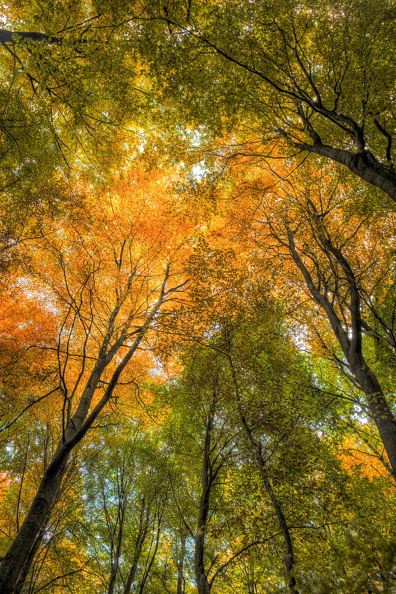 Herbst im Kleckerwald 2.jpg