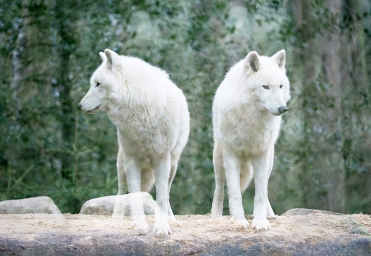 Der doppelte Wolf