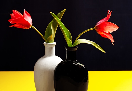 Tulpen in schwarzer und weißer Vase