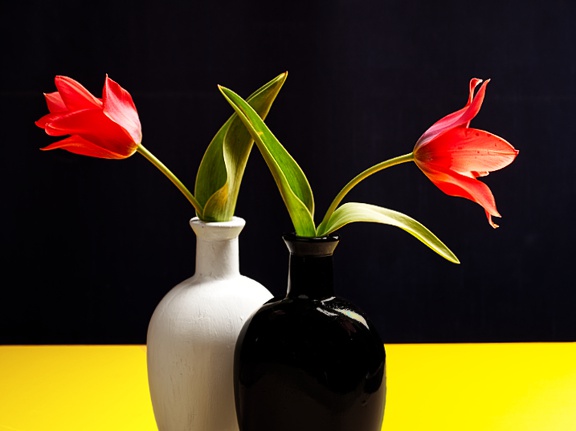 Tulpen in schwarzer und weißer Vase