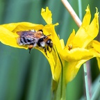 Fleißiges Bienchen - näher dran