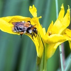 Fleißiges Bienchen (korrigiert)