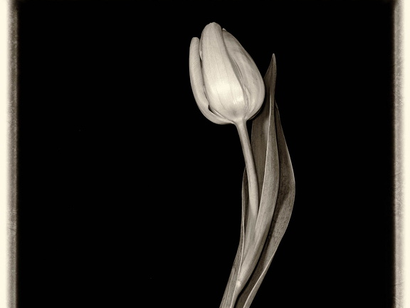weiße Tulpe