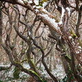 Winterwald in Farbe