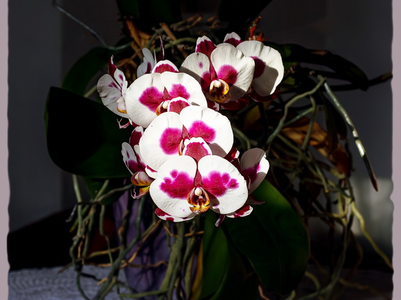 Kuhflecken-Orchidee