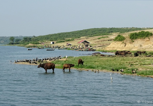 Kaffernbüffel und Flusspferde vor den Booten von Katunguru