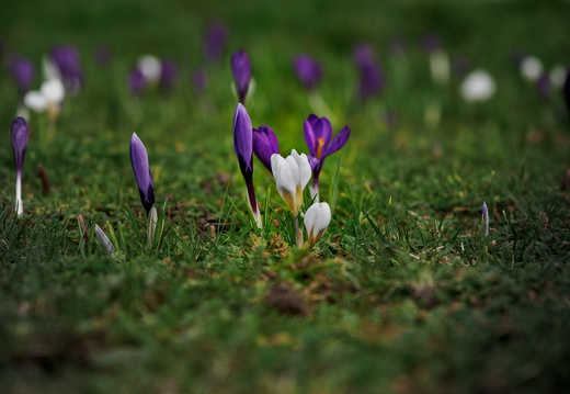 Krokus