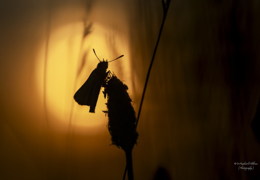 20240719 Taunus Schmetterling im Sonnenuntergang 