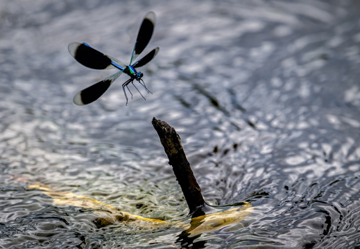 20240716 Seeve-Niederung Prachtlibelle just Landing 
