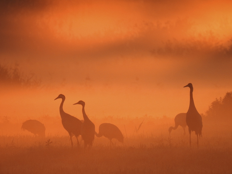 1_Kraniche_Bianca Möller_1920.jpg