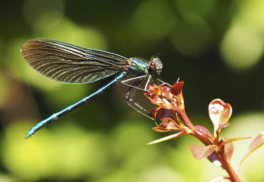 Libelle Wolfgang Calmano