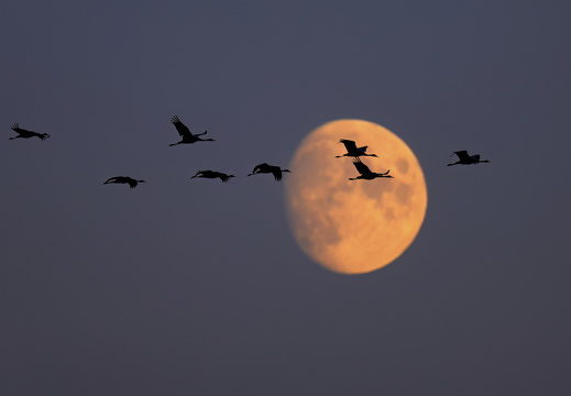 Zugvögel Stefan Schubert