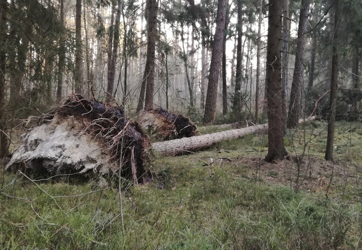 Zukunft Klimawandel Horst Großmann