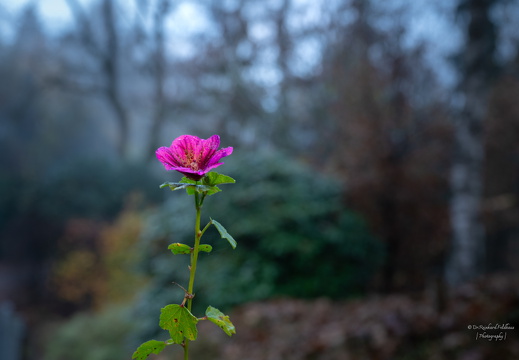 Novemberwetter 