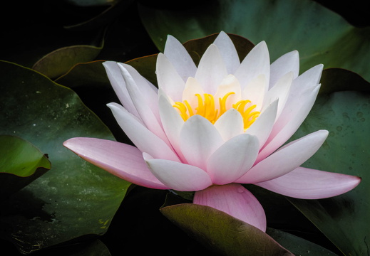 Seerose